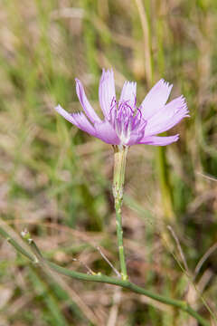 Image of Texas skeletonplant