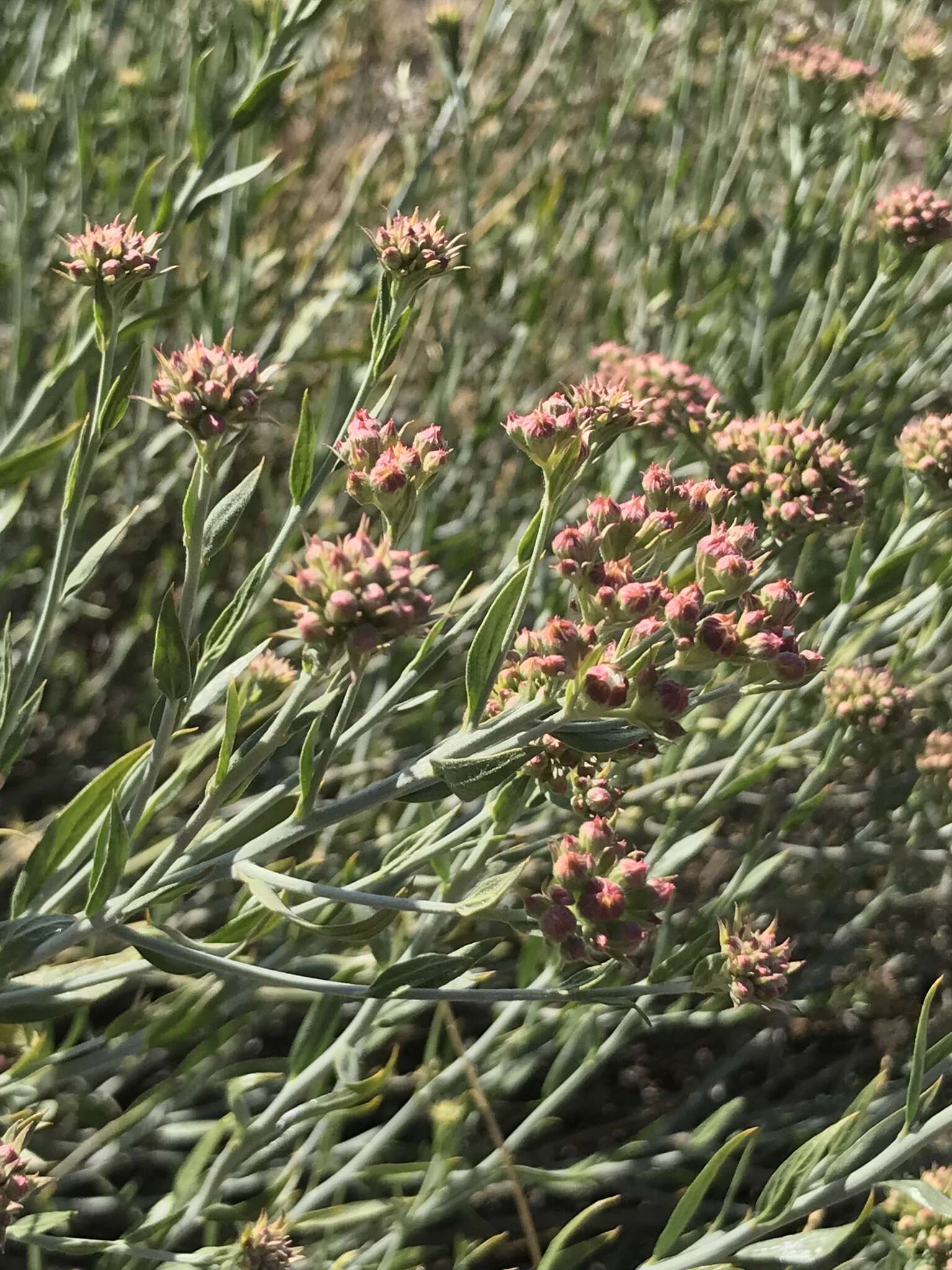 Sivun Malesherbia fasciculata D. Don kuva