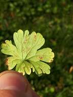 Imagem de Peronospora conglomerata