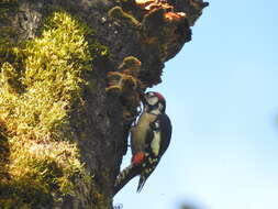 Image of Himalayan Woodpecker