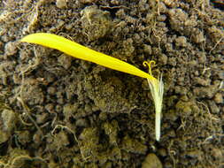 Image of mountain arnica