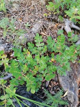 Image of Bursera glabrifolia (Kunth) Engl.