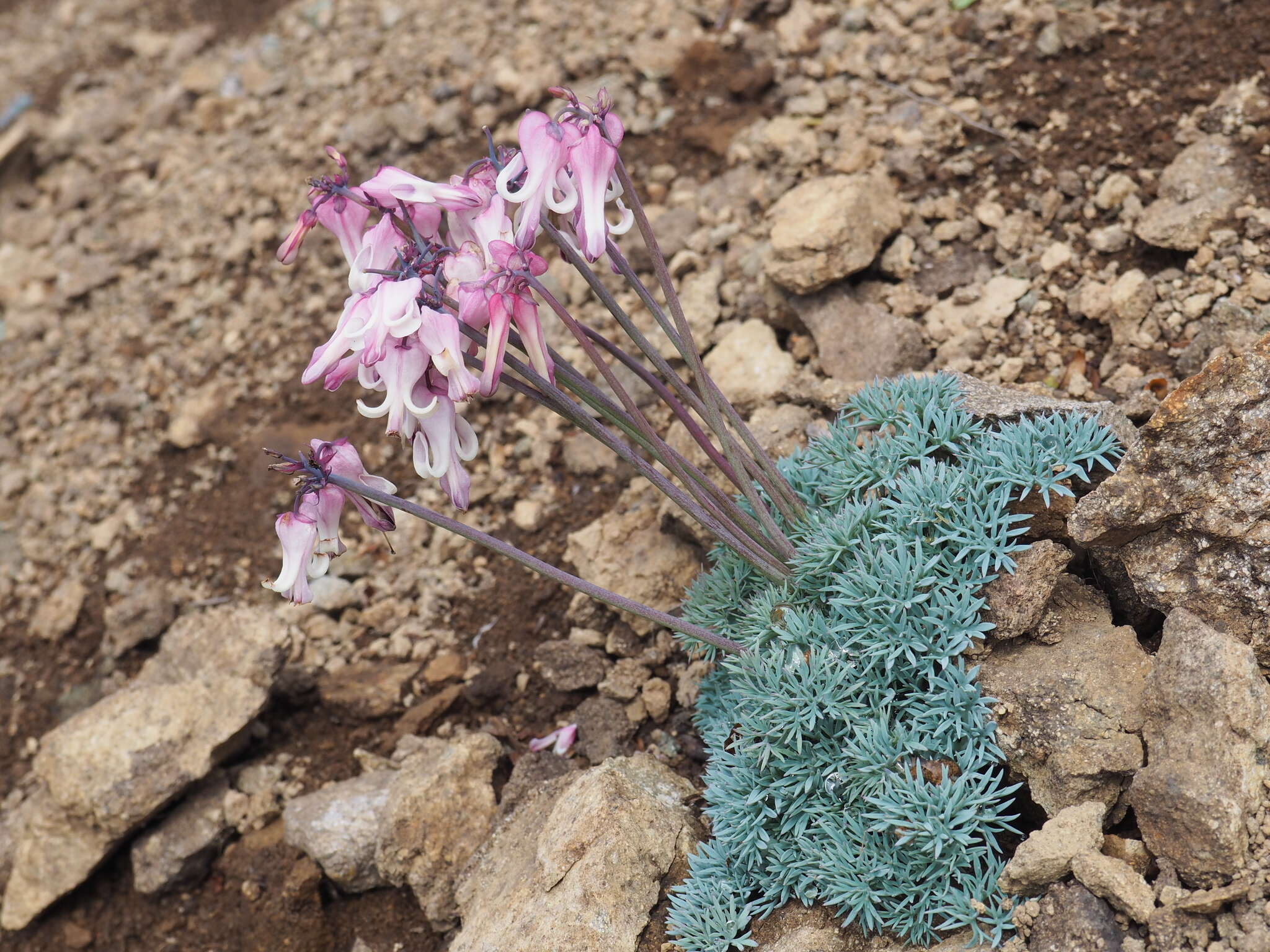 Image of Dicentra peregrina (Rudolph) Makino