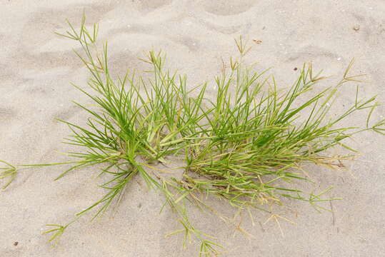 Image of Durban crowfoot grass