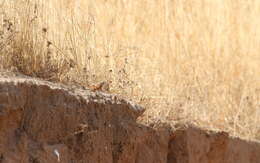 صورة Emberiza goslingi (Alexander 1906)