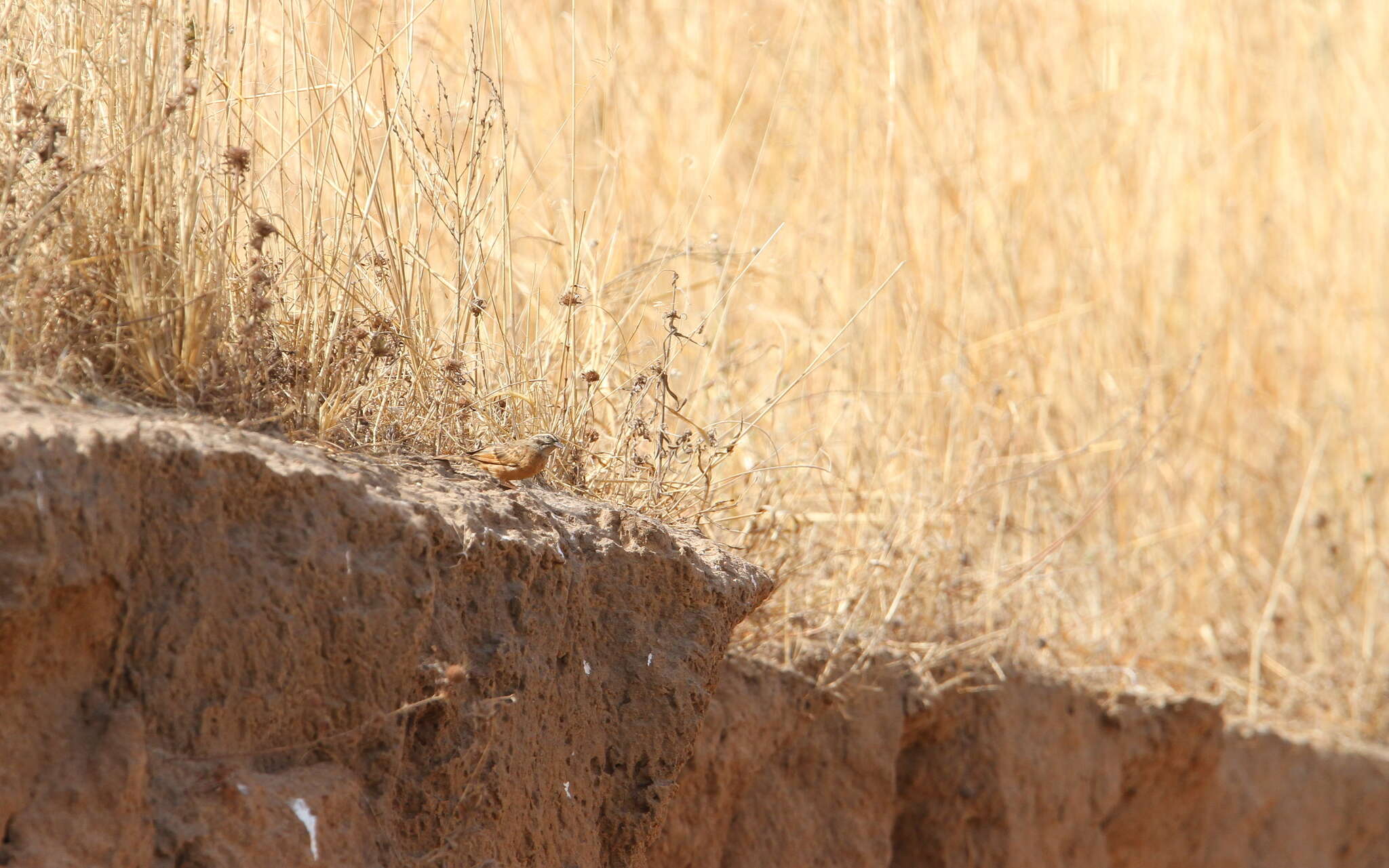 صورة Emberiza goslingi (Alexander 1906)