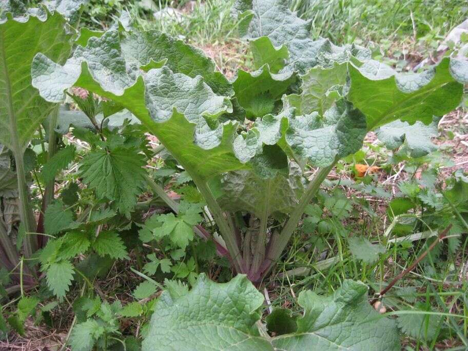 Image of greater burdock