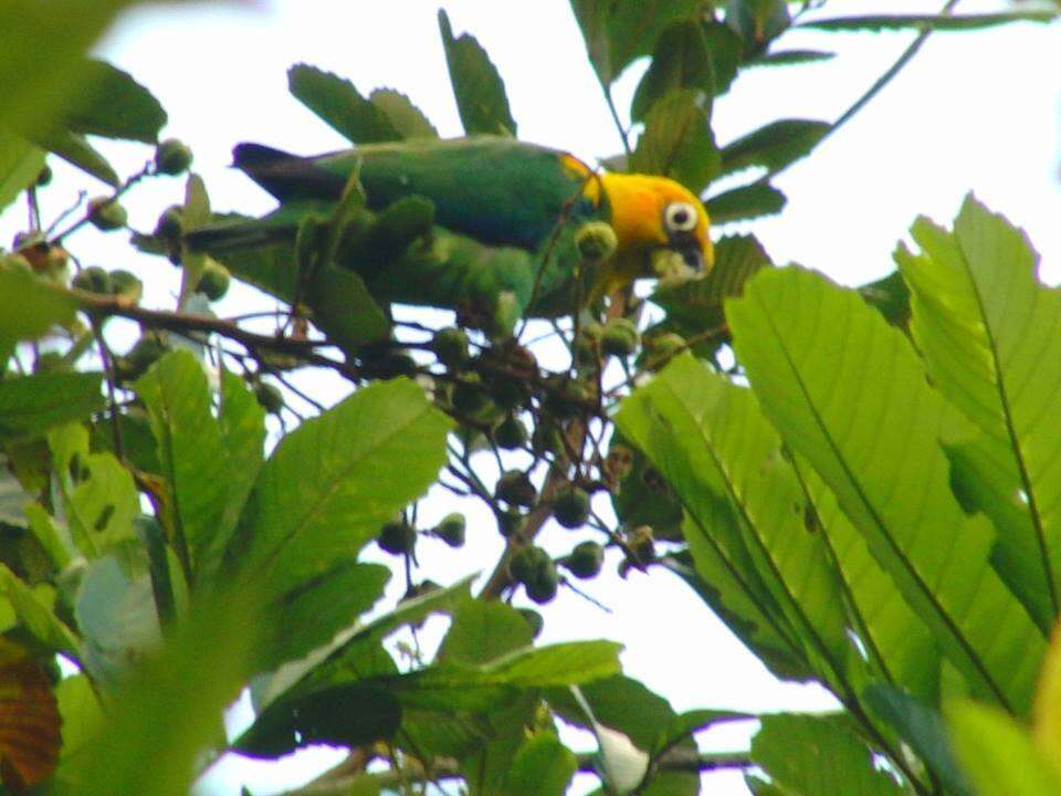 Image of Saffron-headed Parrot