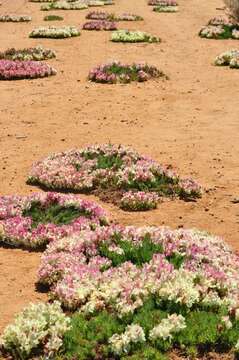 Image of Wreath Flower