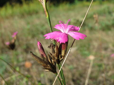 Image of carthusian pink