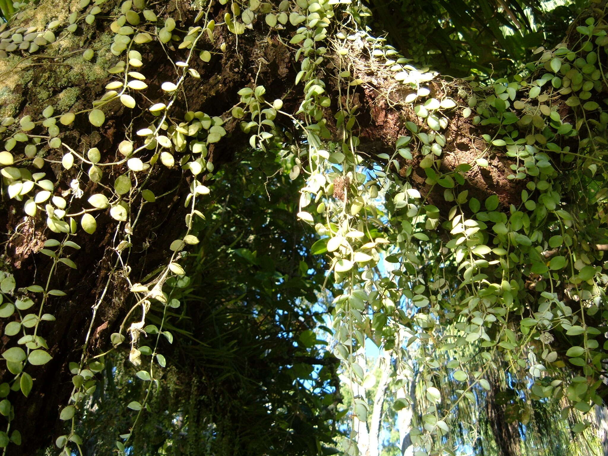 Image of Dischidia nummularia R. Br.