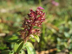 Image of breckland thyme