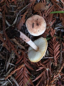 Image of Lepiota subincarnata J. E. Lange 1940