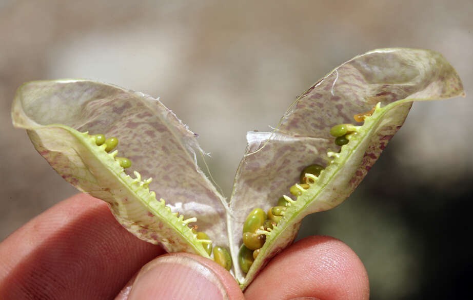 Imagem de Astragalus oophorus var. oophorus