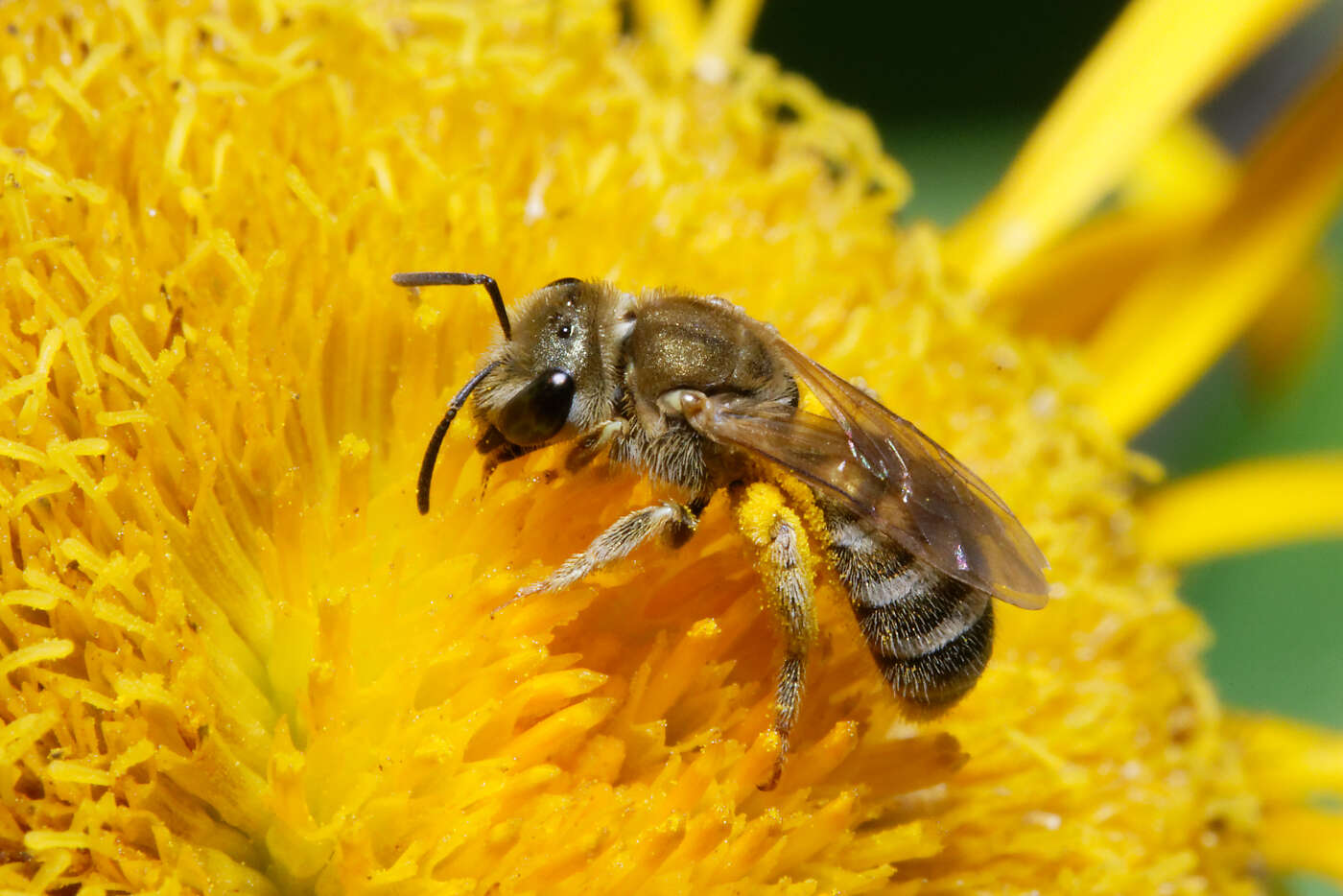 Image of Golden Furrow Bee