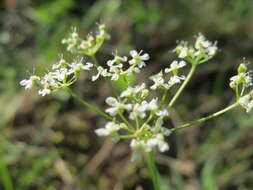 Imagem de Pimpinella saxifraga L.