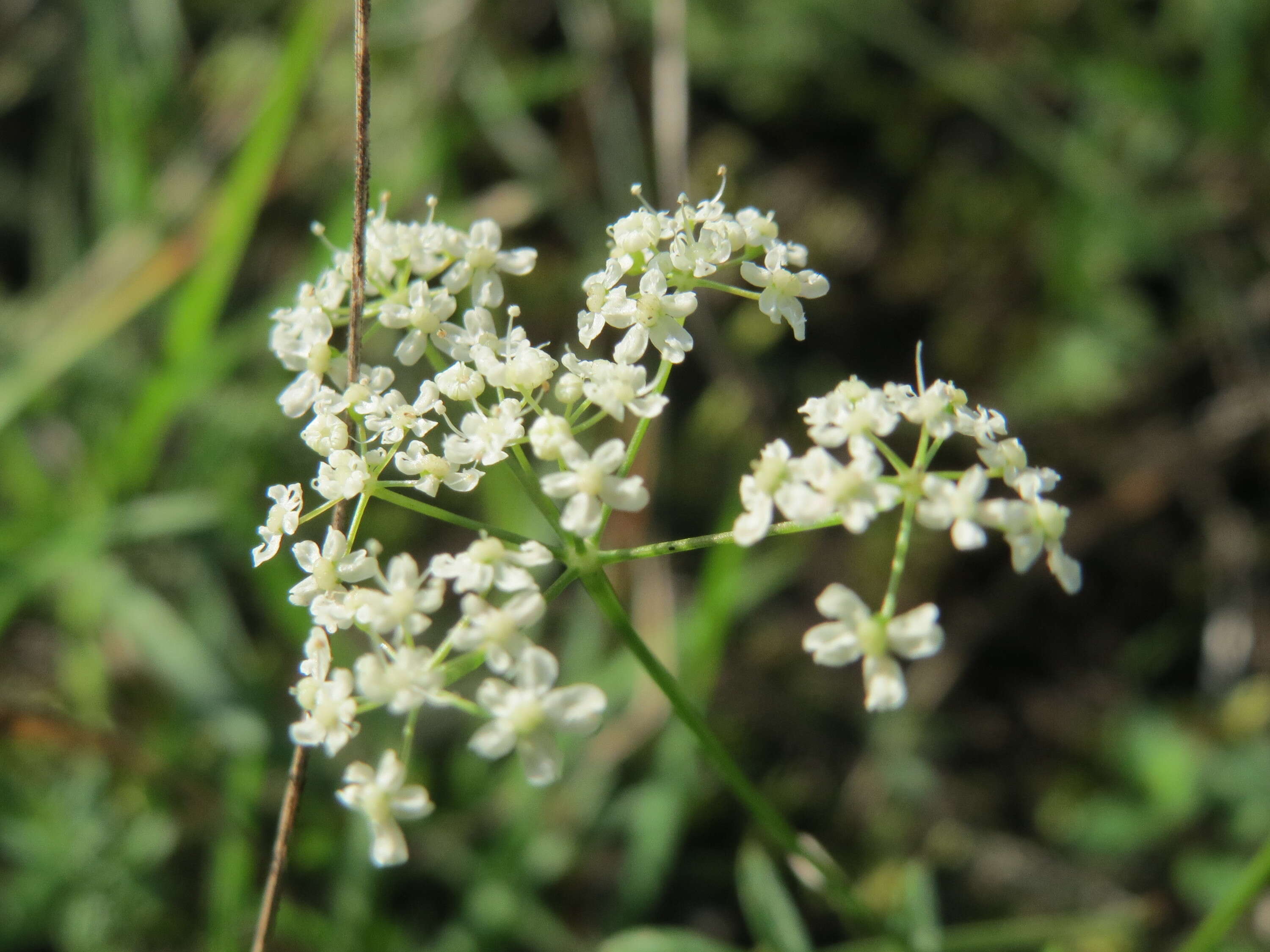 Imagem de Pimpinella saxifraga L.