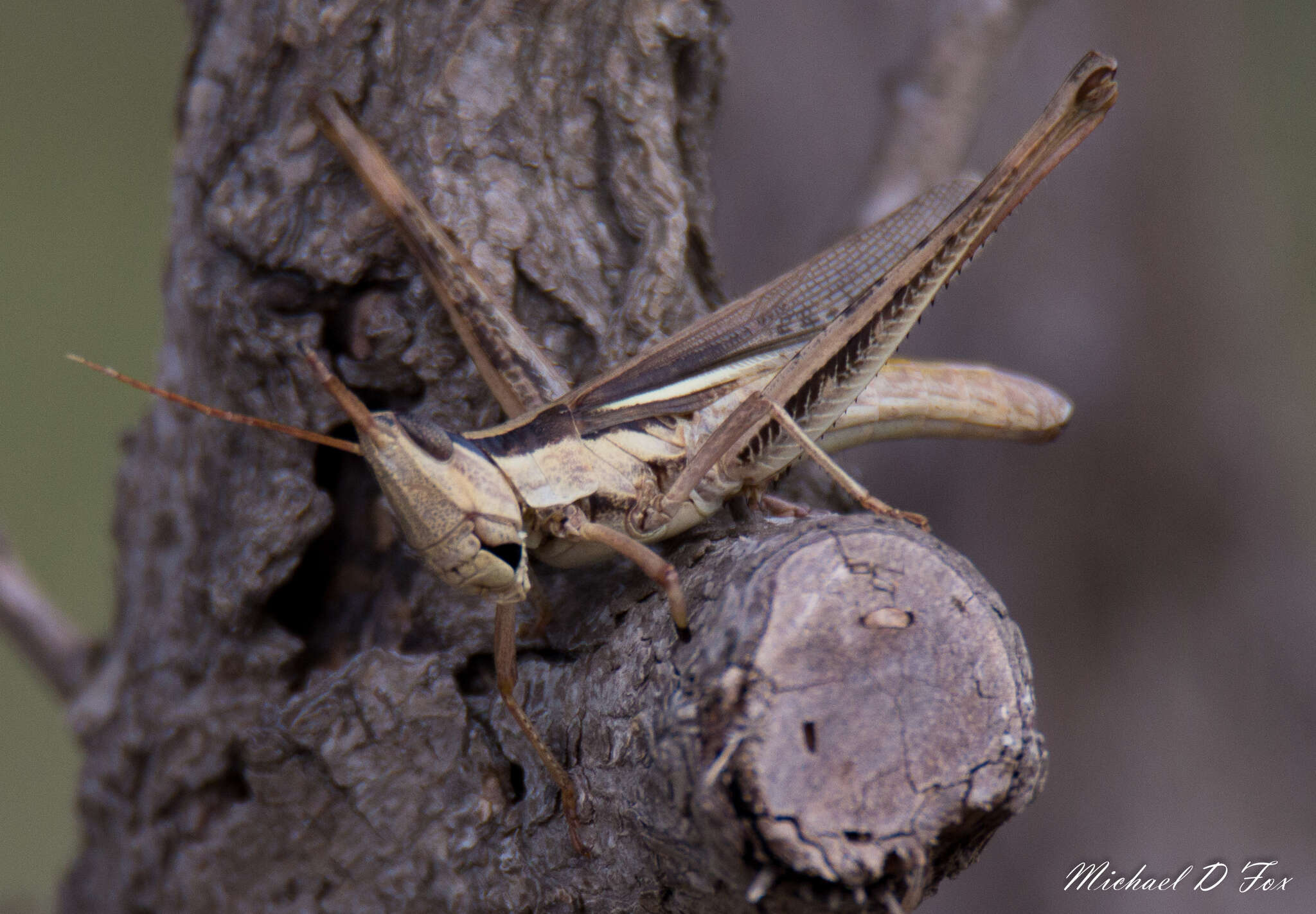 Image of Two-striped Mermiria