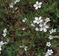 Image of chaparral gilia