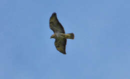 Image of <i>Buteo buteo bannermani</i>