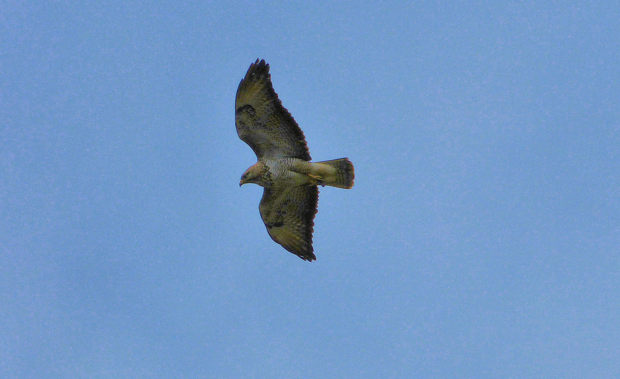 Image of <i>Buteo buteo bannermani</i>