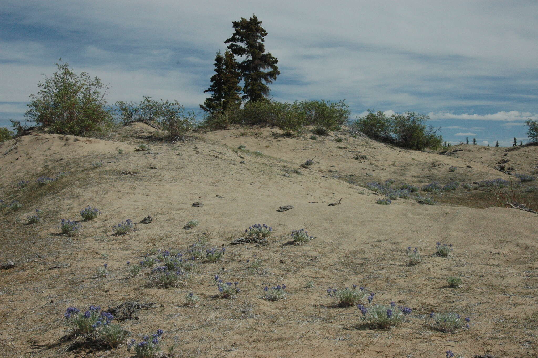 Image of Yukon lupine