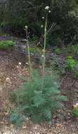 Image of yellow bleeding heart