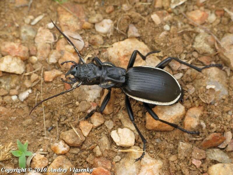 Слика од Anthia (Anthia) circumscripta Klug 1853