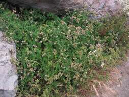 Image of branching phacelia