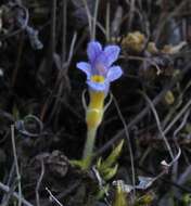 Image of Naked Broom-Rape