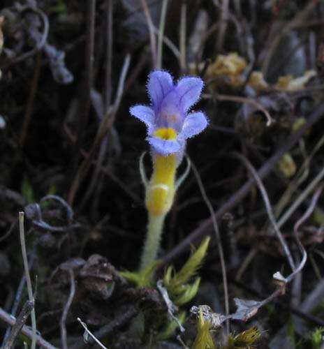 Image of Naked Broom-Rape