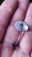 Image of Mycena atroincrustata Singer 1969