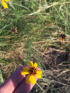 صورة Thelesperma filifolium (Hook.) A. Gray