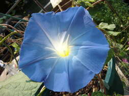 Image of Ololiuqui or Mexican Morning Glory