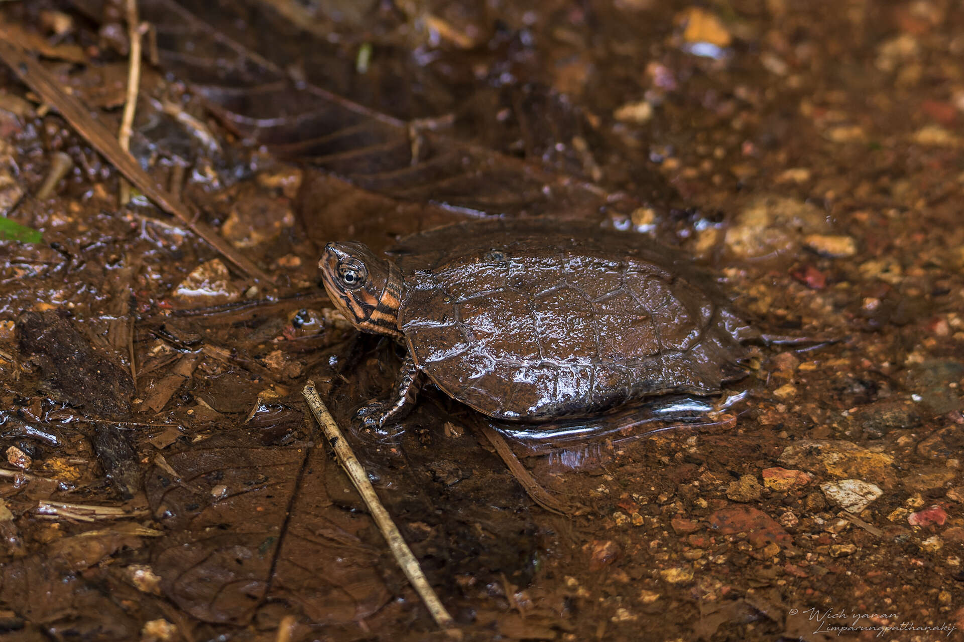 Image of Western black-bridged leaf turtle