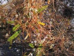 Image of chaparral dodder