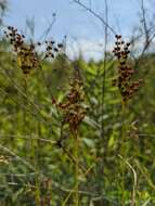 Image of bog rush