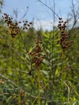 Imagem de Juncus biflorus Ell.