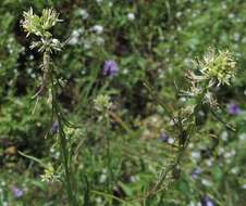 Image of California mustard