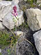 Imagem de Lachenalia sargeantii W. F. Barker