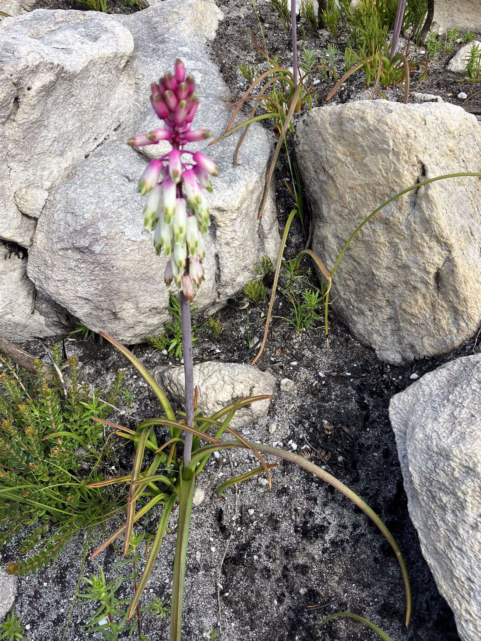 Imagem de Lachenalia sargeantii W. F. Barker