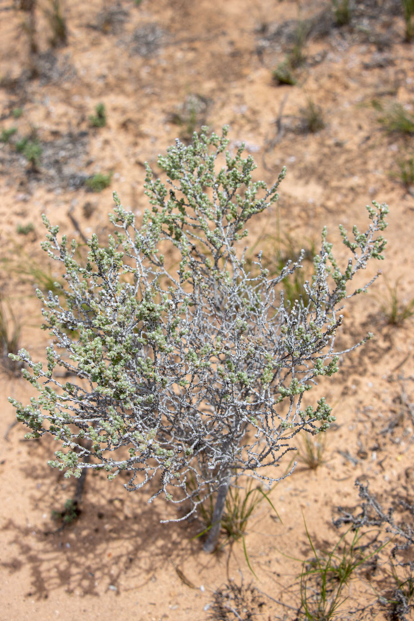 Image of Maireana radiata (P. G. Wilson) P. G. Wilson