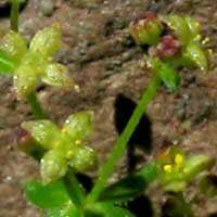 Image of climbing bedstraw