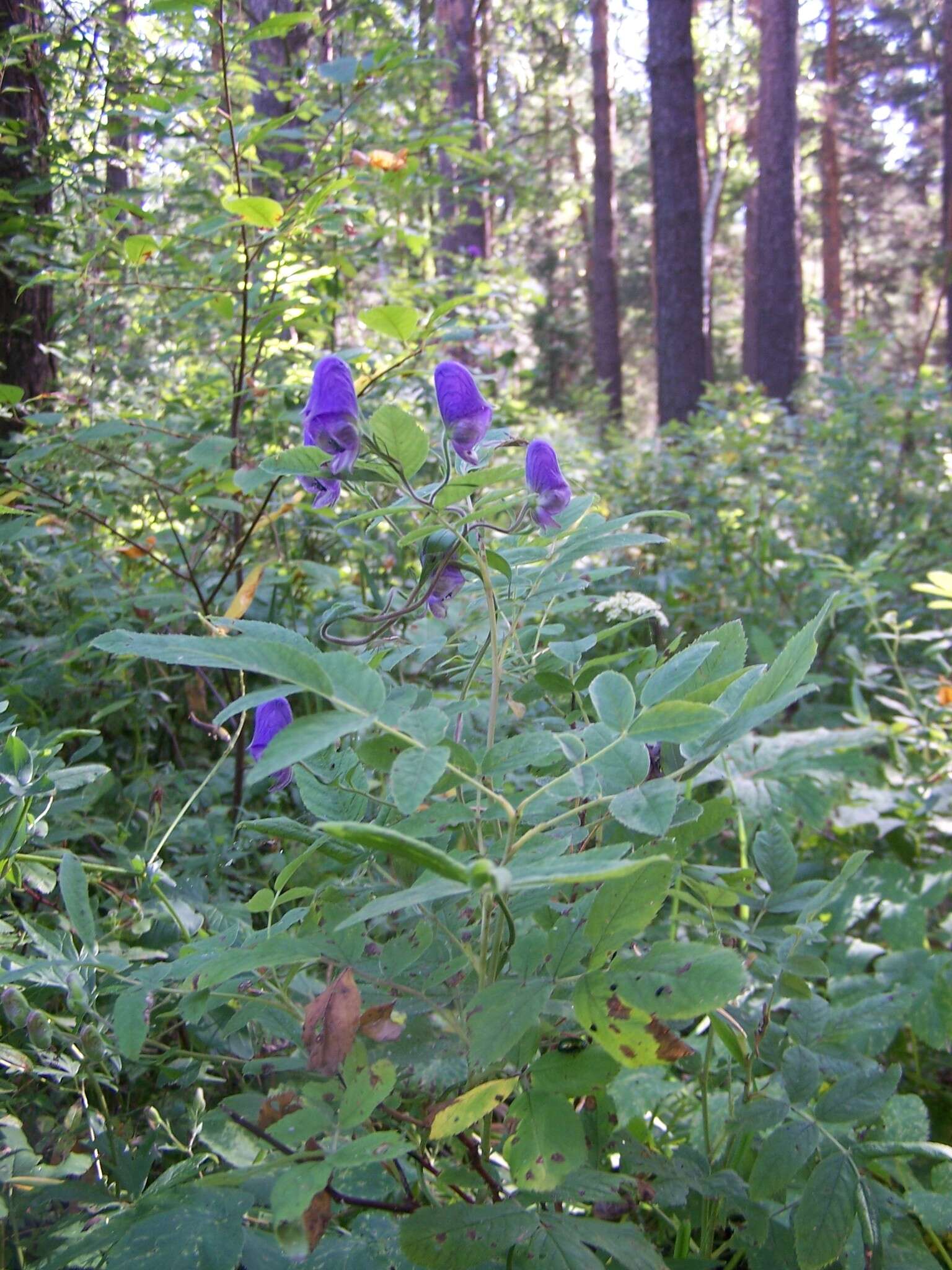 Aconitum volubile var. pubescens Regel的圖片