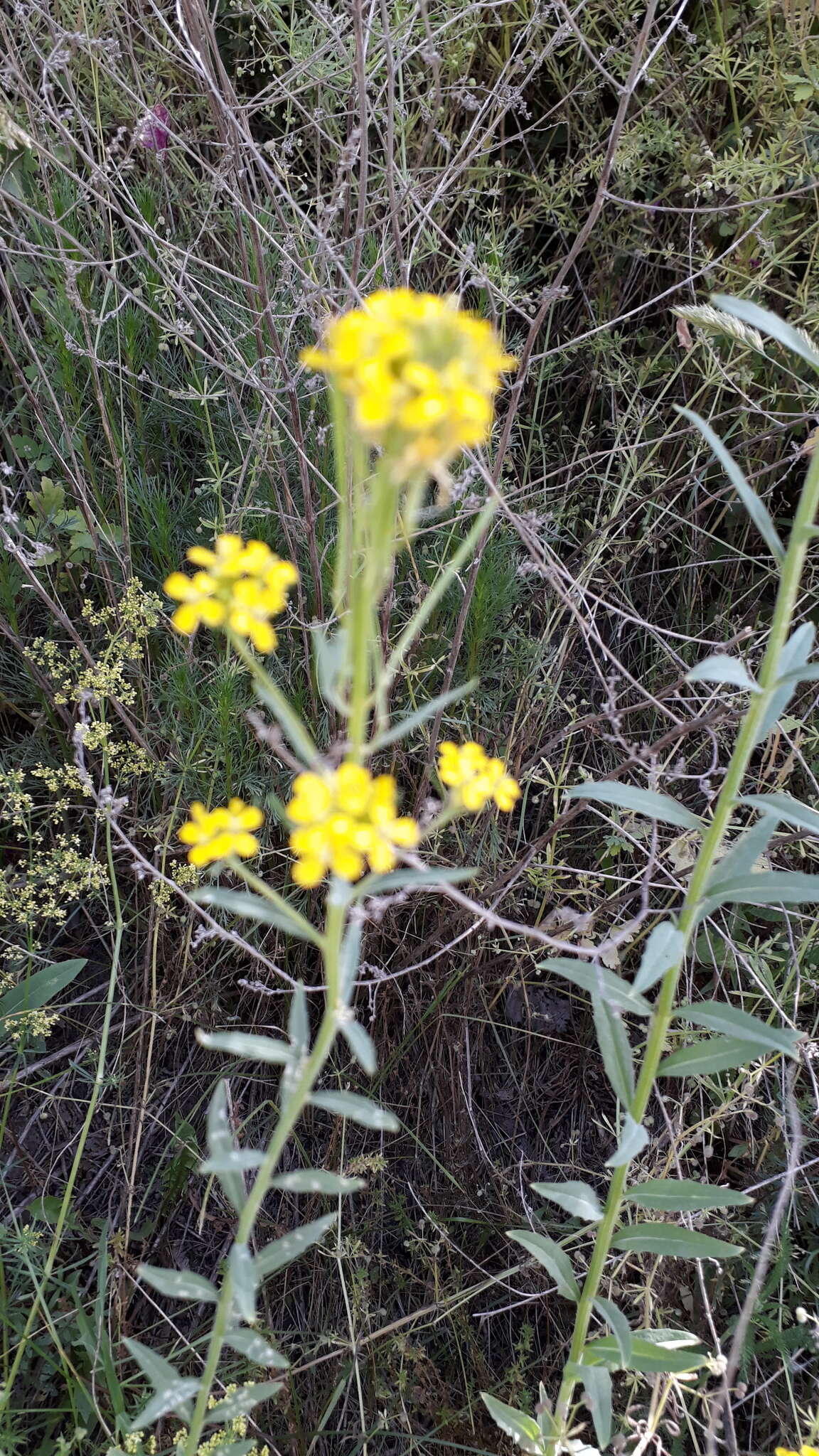 Image of Erysimum virgatum Roth