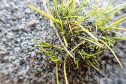 Image of Isolepis basilaris Hook. fil.