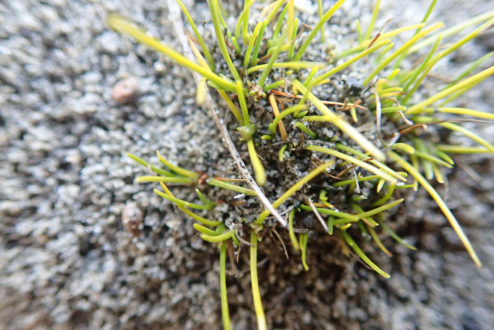 Image of Isolepis basilaris Hook. fil.