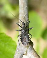 Plancia ëd Rhynocoris leucospilus (Stål 1859)