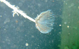 Image of Peacock worm