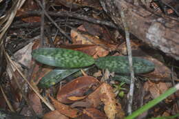 Sivun Paphiopedilum ciliolare (Rchb. fil.) Stein kuva